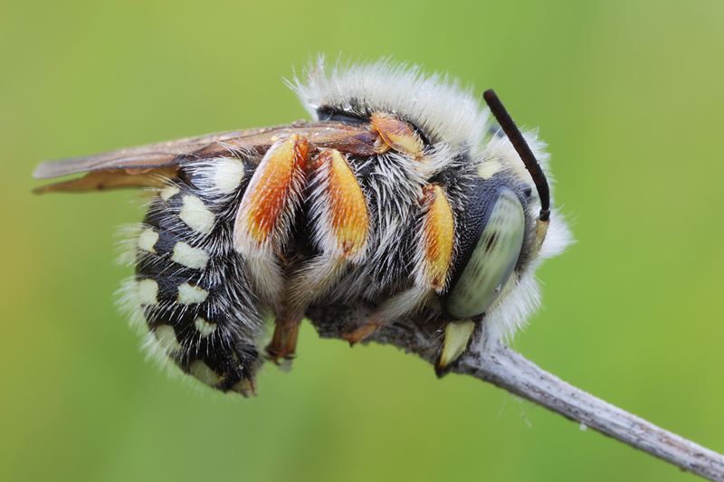 Apidae Megachilinae: cfr. Anthidium punctatum